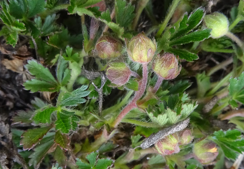 Potentilla